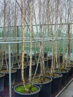 Meerstammige Berk (Betula Pendula) -PlantenPracht Winkel 041betulapendulameerstammmig 4 1