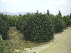 Camelia (Camellia Sasanqua) -PlantenPracht Winkel 057camelliasasanquabol 45 9