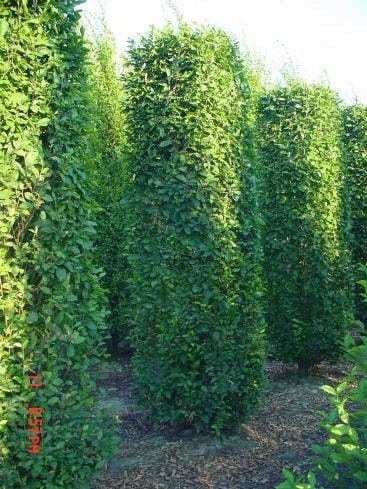 Haagbeuk Als Blokboom (Carpinus Betulus 'Fastigiata') 4 Haagbeuk Als Blokboom (Carpinus Betulus 'Fastigiata') - Afbeelding 2