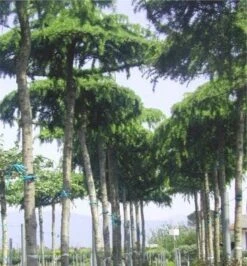 Ceder Als Dakboom (Cedrus Deodara 'Pendula') -PlantenPracht Winkel 077cedrusdeodarapenduladakvorm 3 1