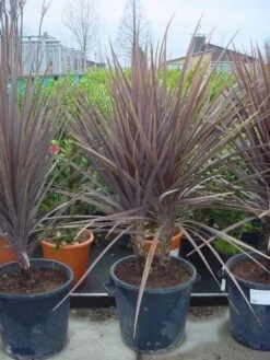 Cordyline (Cordyline Australis 'Atropurpurea') 7 Cordyline (Cordyline Australis 'Atropurpurea') -PlantenPracht Winkel 094cordylineaus.atropurpurea 8 1