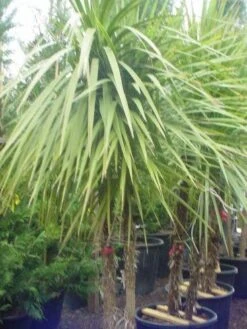 Cordyline (Cordyline Australis) -PlantenPracht Winkel 095cordylineaustralis 8