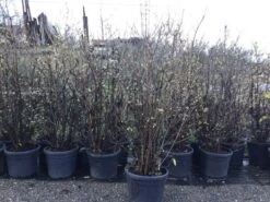 Winterzoet (Chimonanthus Praecox) -PlantenPracht Winkel 10