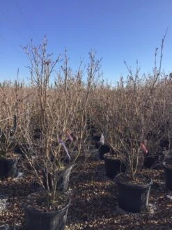 Kornoelje (Cornus Kousa 'Schmetterling') 11 Kornoelje (Cornus Kousa 'Schmetterling') -PlantenPracht Winkel 12 2