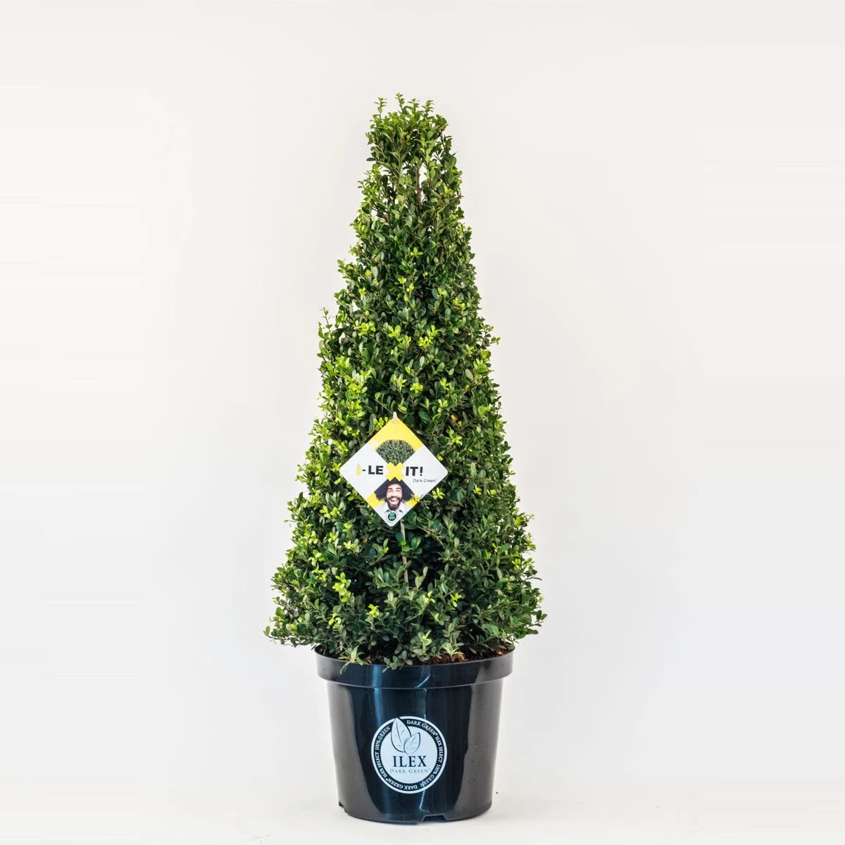 Japanse Hulst In Kegelvorm (Ilex Crenata 'Dark Green') 3 Japanse Hulst In Kegelvorm (Ilex Crenata 'Dark Green')