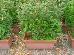 Olijfwilg Meeneemhaag (Elaeagnus Ebbingei) -PlantenPracht Winkel 125eleagnusebbingeimeeneemhaag 1 1