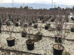 Kornoelje (Cornus Kousa 'Schmetterling') 10 Kornoelje (Cornus Kousa 'Schmetterling') -PlantenPracht Winkel 13 2