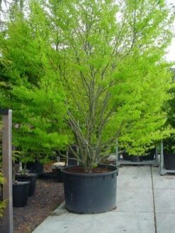 Varenbeuk (Fagus Syvatica 'Asplenifolia' ) -PlantenPracht Winkel 132fagussyl.asplenifoliasolt 6 1