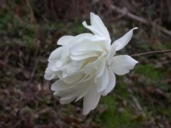 Beverboom (Magnolia Loebneri 'Wildcat') 7 Beverboom (Magnolia Loebneri 'Wildcat') -PlantenPracht Winkel 139895 2 x loebneri wildcat 319 1