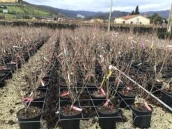 Kornoelje (Cornus Kousa 'Schmetterling') 9 Kornoelje (Cornus Kousa 'Schmetterling') -PlantenPracht Winkel 14 2