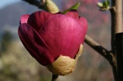 Beverboom (Magnolia 'Black Tulip') -PlantenPracht Winkel 140666 1 m black tulip 385