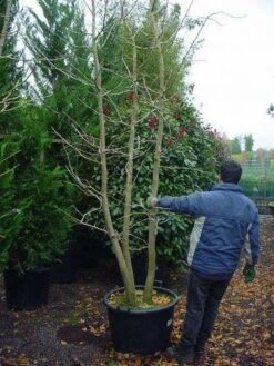 Japanse Notenboom, Meerstammig (Ginkgo Biloba) -PlantenPracht Winkel 148ginkgobilobameerstammig 4 2