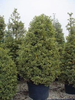 Hulst (Ilex Aquifolium 'Silver Queen') -PlantenPracht Winkel 162ilexaquif.silverqueen 5