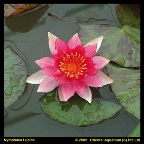 Waterlelie (Nymphaea 'Laydekeri Lilacea') 4 Waterlelie (Nymphaea 'Laydekeri Lilacea') - Afbeelding 2