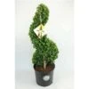Japanse Hulst Als Spiraal (Ilex Crenata 'Dark Green') -PlantenPracht Winkel 1715882 v t5 1