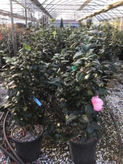 Camelia (Camellia Japonica 'Margaret Davis') -PlantenPracht Winkel 1 3 1