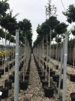 Liguster Als Boom (Ligustrum Japonicum 'Texanum') -PlantenPracht Winkel 20 1