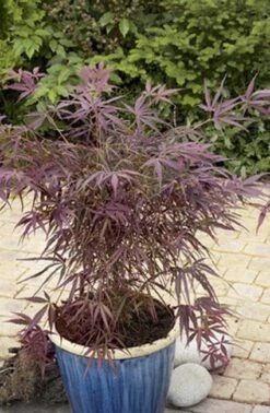 Japanse Esdoorn (Acer Palmatum 'Red Pygmy')