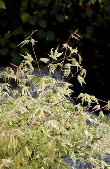 Japanse Esdoorn (Acer Palmatum 'Ukigumo') 4 Japanse Esdoorn (Acer Palmatum 'Ukigumo') - Afbeelding 2