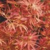 Japanse Esdoorn (Acer Palmatum 'Wilson's Pink Dwarf')