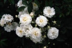Miniklimroos (Rosa 'Guirlande D'Amour') -PlantenPracht Winkel 20060518173342 1 3