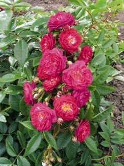 Miniklimroos (Rosa 'Perennial Blue') -PlantenPracht Winkel 20060522131138 1 2