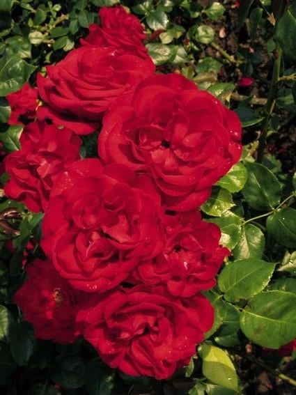 Klimroos (Rosa 'Grand Hotel') 4 Klimroos (Rosa 'Grand Hotel') - Afbeelding 2