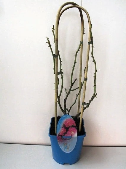 Klimroos (Rosa 'Grand Hotel') 3 Klimroos (Rosa 'Grand Hotel')