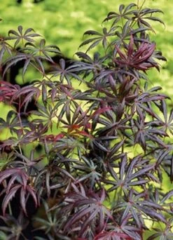 Japanse Esdoorn (Acer Palmatum 'Trompenburg') -PlantenPracht Winkel 20060523122617 5 1