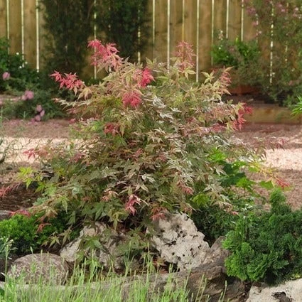 Japanse Esdoorn (Acer Palmatum 'Beni-maiko') 4 Japanse Esdoorn (Acer Palmatum 'Beni-maiko') - Afbeelding 2