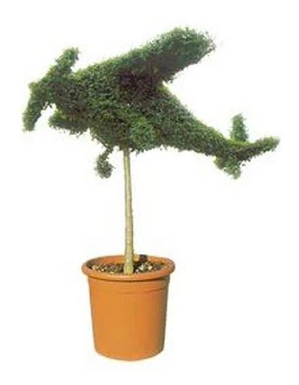 Aircraft (Ligustrum Delavayanum) 3 Aircraft (Ligustrum Delavayanum)