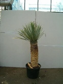 Palmlelie (Yucca Rostrata) -PlantenPracht Winkel 20060719111552 1 1