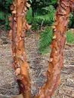 Papieresdoorn (Acer Griseum) -PlantenPracht Winkel 20070629145511 5