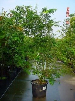 Japanse Esdoorn (Acer Palmatum) -PlantenPracht Winkel 20070701212919 11 1