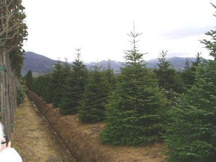 Nordmann-spar (Abies Nordmanniana) 7 Nordmann-spar (Abies Nordmanniana) - Afbeelding 5