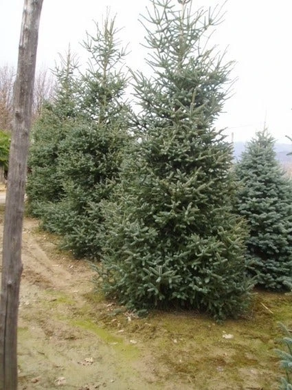 Spaanse Den (Abies Pinsapo 'Glauca') 5 Spaanse Den (Abies Pinsapo 'Glauca') - Afbeelding 3