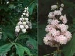 Paardenkastanje (Aesculus Hippocastanum 'Baumannii') -PlantenPracht Winkel 20070702095331 17