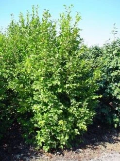 Camelia (Camellia Sasanqua) -PlantenPracht Winkel 20070711001711 18 9 9