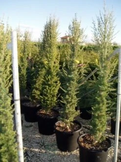 Zuilvormige Ceder (Cedrus Libani 'Fastigiata') -PlantenPracht Winkel 20070814180447 10 1