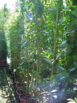 Bosrank, Groenblijvend (Clematis Armandii) -PlantenPracht Winkel 20070814193958 5 1