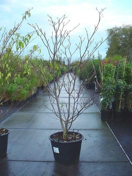 Reuzenkornoelje (Cornus Controversa 'Variegata') 7 Reuzenkornoelje (Cornus Controversa 'Variegata') - Afbeelding 5