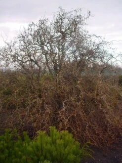 Kronkelhazelaar (Corylus Avellana 'Contorta') 11 Kronkelhazelaar (Corylus Avellana 'Contorta') -PlantenPracht Winkel 20070817145524 35 7