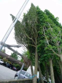 Meidoorn Als Boom (Crataegus Monogyna 'Stricta') 6 Meidoorn Als Boom (Crataegus Monogyna 'Stricta') -PlantenPracht Winkel 20070903131312 10