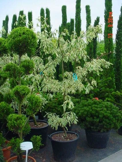 Reuzenkornoelje (Cornus Controversa 'Variegata') 11 Reuzenkornoelje (Cornus Controversa 'Variegata') - Afbeelding 9