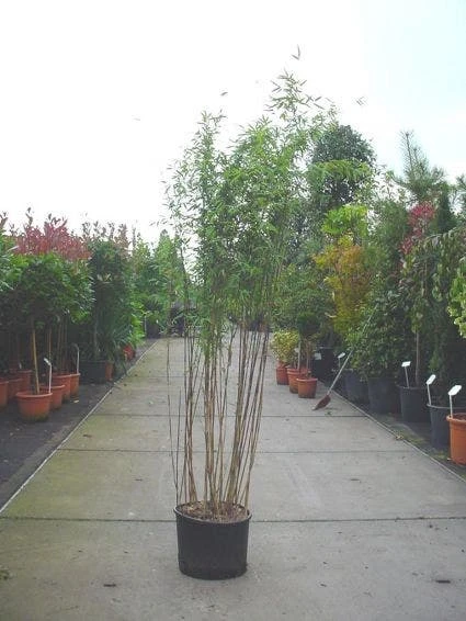 Bamboe (Fargesia Nitida 'Nymphenburg') 4 Bamboe (Fargesia Nitida 'Nymphenburg') - Afbeelding 2