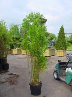 Niet Woekerende Bamboe (Fargesia 'Great Wall') -PlantenPracht Winkel 20070905151255 7