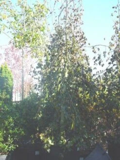 Rode Treurbeuk (Fagus Sylvatica 'Purple Fountain') -PlantenPracht Winkel 20070905224304 11