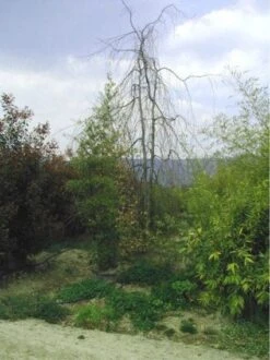 Treurbeuk (Fagus Sylvatica 'Pendula') -PlantenPracht Winkel 20070905225726 14