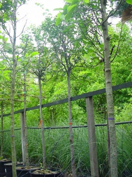 Kweepeer (Cydonia Oblonga) 6 Kweepeer (Cydonia Oblonga) - Afbeelding 4