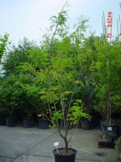 Geelbladige Christusdoorn (Gleditsia Triacanthos 'Sunburst') -PlantenPracht Winkel 20070918224447 35 7